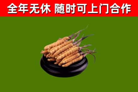 宜州区烟酒回收冬虫夏草.jpg
